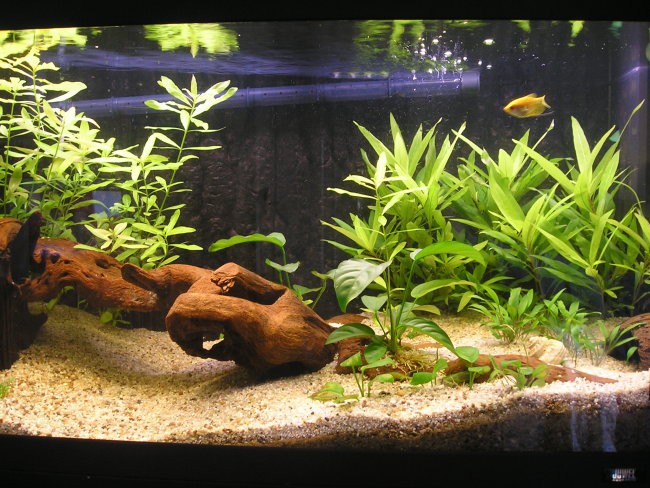 Novi akvarij - foto povečava
