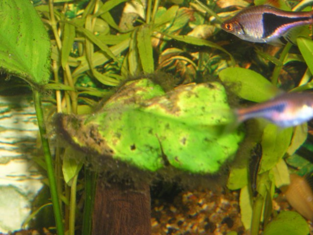 Akvarij 1 - foto