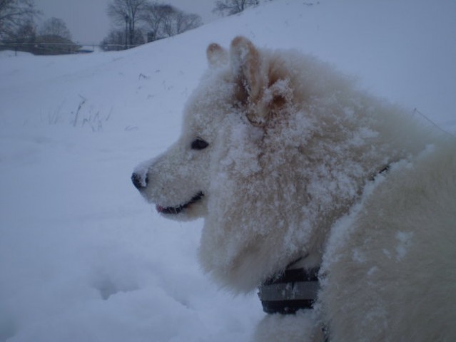 Lady - foto