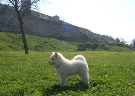 Lady - foto povečava