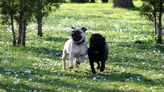 Dendy, Gipsy i Poppy - foto povečava