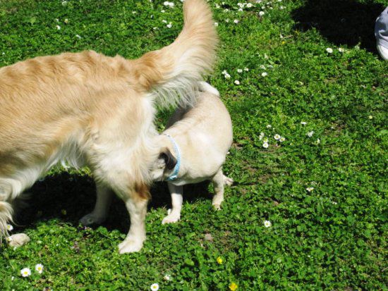 Dendy, Gipsy i Poppy - foto povečava