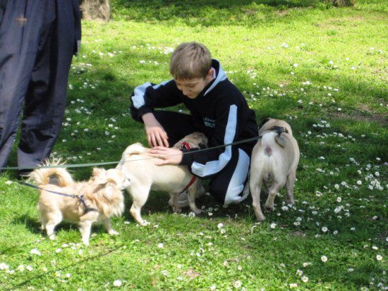 Dendy, Gipsy i Poppy - foto povečava