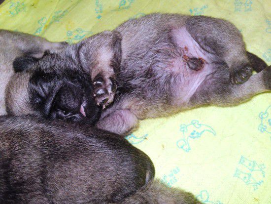 Dendy and Gipsy and babies - foto povečava