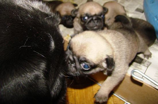 Dendy and Gipsy and babies - foto povečava