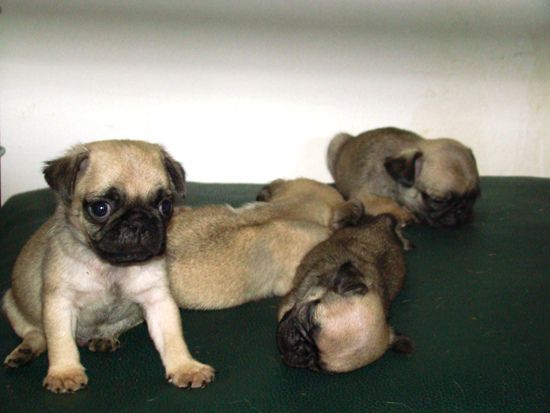 Dendy and Gipsy and babies - foto povečava