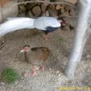 srebrna fazana-samec+samica