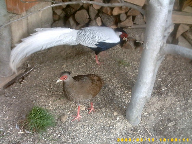 srebrna fazana-samec+samica