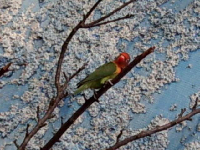 Agapornis fisher