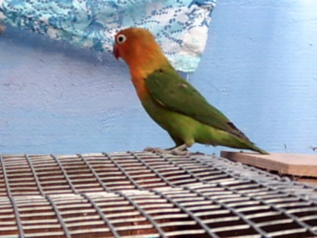 Papagaji agapornisi*nimfe*skobčevke - foto
