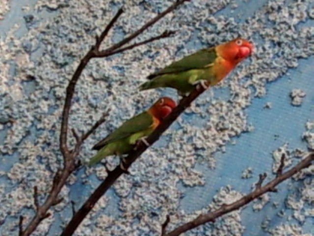 Papagaji agapornisi*nimfe*skobčevke - foto