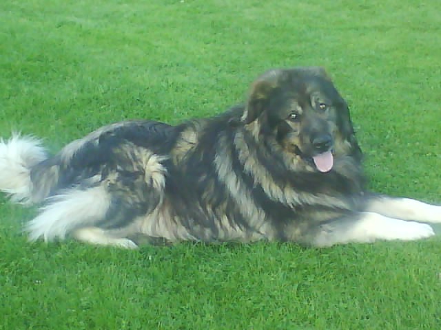 Moja psa Nero in Timy - foto