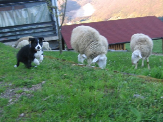 Srečanje z ovcami - foto