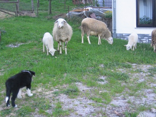 Srečanje z ovcami - foto povečava