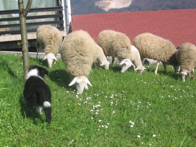 Srečanje z ovcami - foto