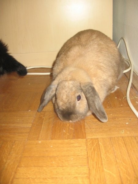 Suri in zeko Mikey - foto povečava