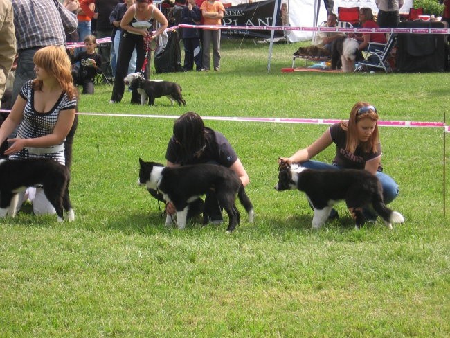 Razstava Hrušica 2007 - foto povečava