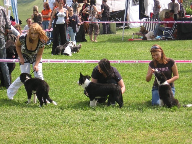 Razstava Hrušica 2007 - foto povečava