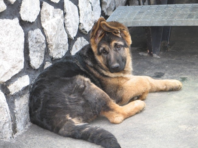 Moje živali - foto povečava