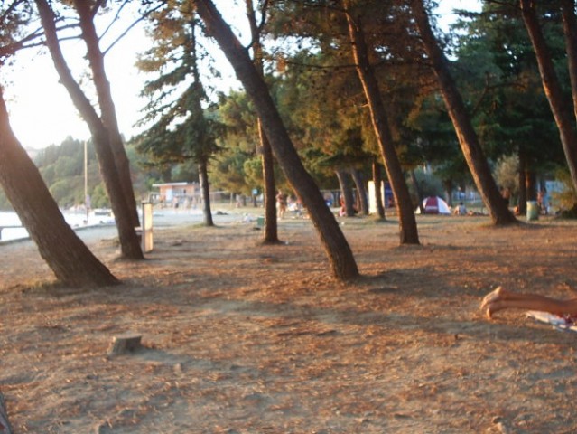 Plaža med drevesi