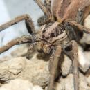 Moj pajkec: Lycosa tarentula