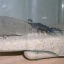 Škorpion: Euscorpius italicus