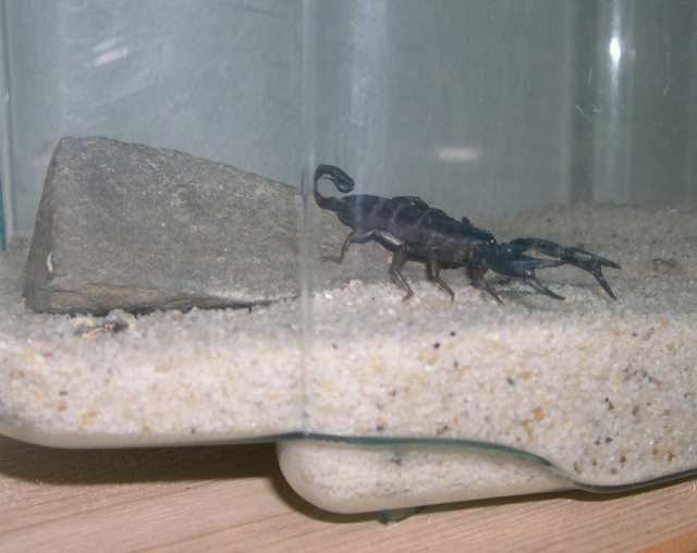 Škorpion: Euscorpius italicus - foto
