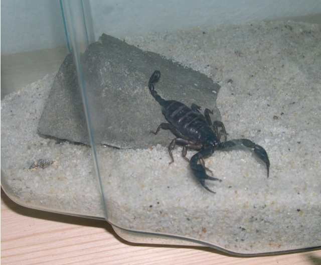 Škorpion: Euscorpius italicus - foto povečava