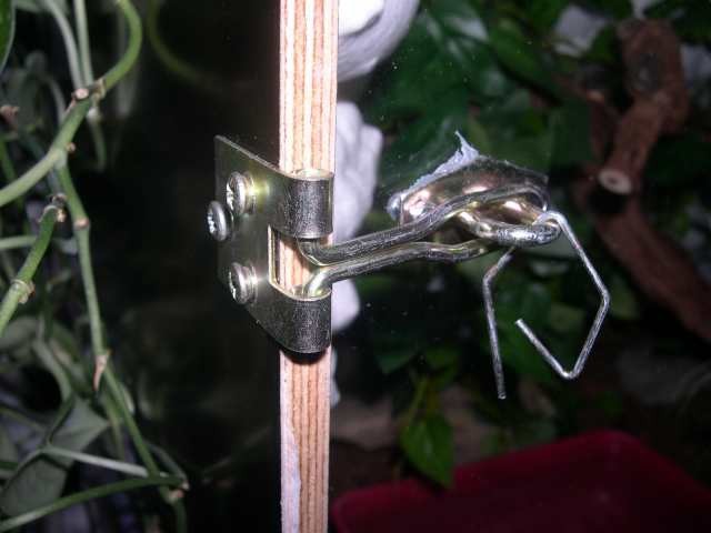 Kača: Lampropeltis traingulum sinaoele - foto povečava