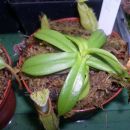 Nepenthes hamata
