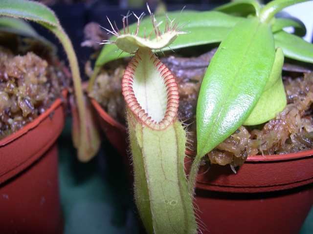 Nepenthes hamata - foto povečava