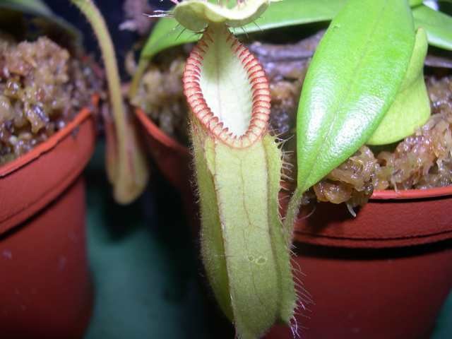 Nepenthes hamata - foto