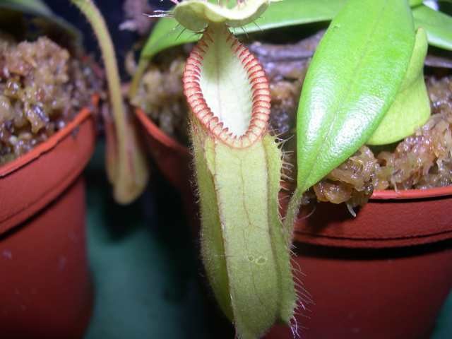 Nepenthes hamata - foto povečava