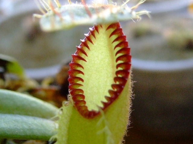 Nepenthes hamata - foto