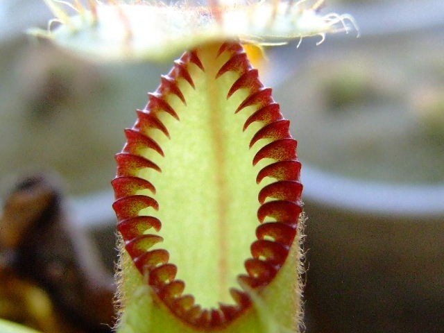 Nepenthes hamata - foto povečava