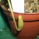 Nepenthes lowii