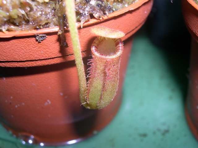 Nepenthes lowii - foto povečava