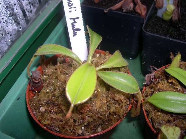 Nepenthes lowii - foto povečava