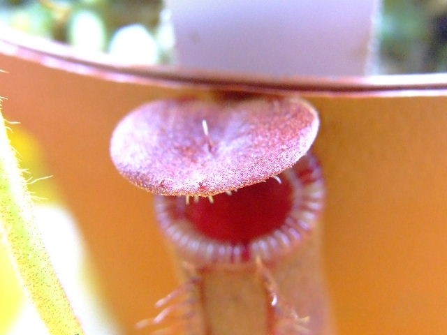Nepenthes lowii - foto