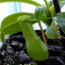 Nepenthes alata