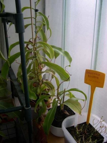 Nepenthes alata - foto povečava