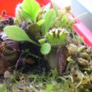 Cephalotus follicularis 2