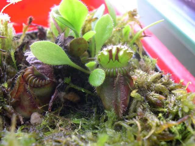 Cephalotus follicularis 2 - foto