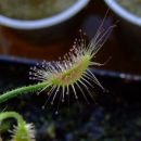 Drosera scorpioides