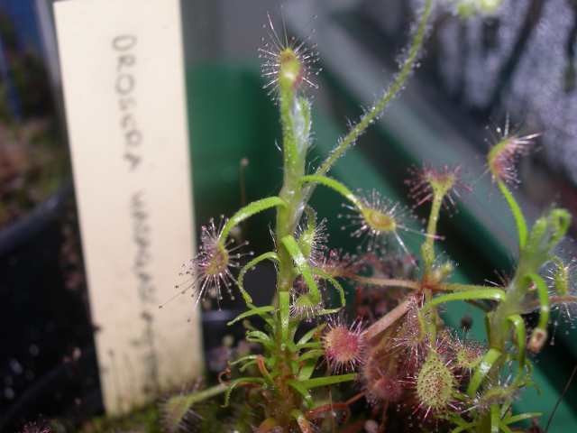 Drosera scorpioides - foto