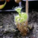 Drosera burmanii
