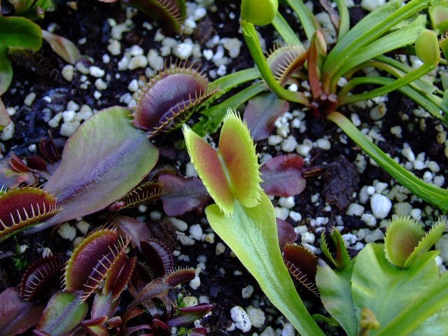 Dionaea muscipula 