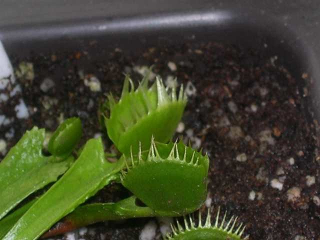 Dionaea muscipula 