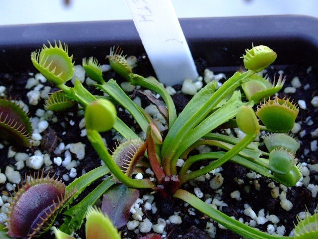 Dionaea muscipula 