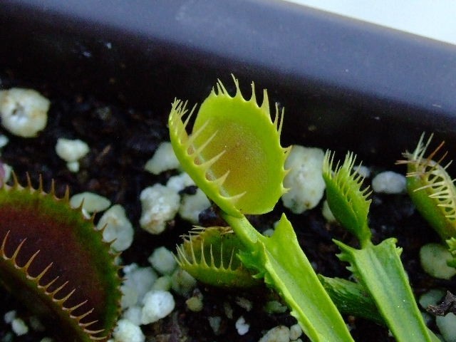 Dionaea muscipula 